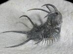 Top Quality Ceratarges Trilobite - #25168-5